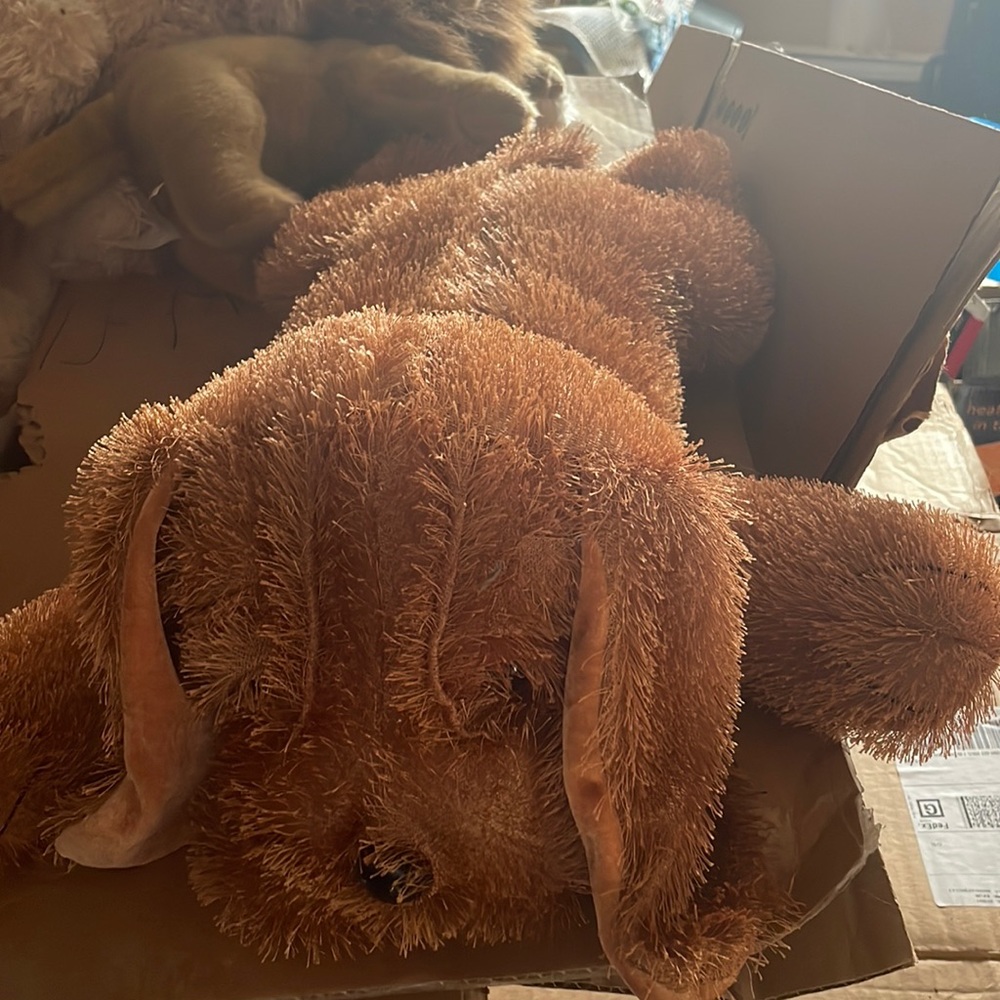 Bear
